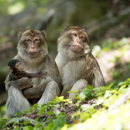 Holzhaus Lehrer Laempel