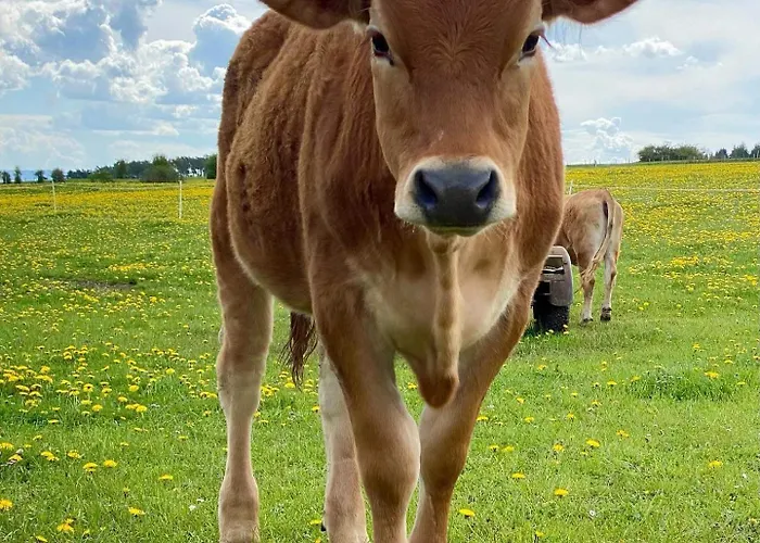 度假居 Holzhaus Lehrer Laempel *