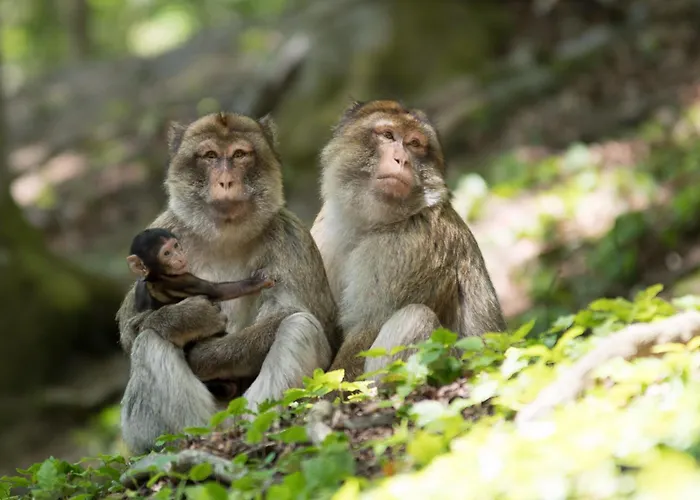Holzhaus Lehrer Laempel